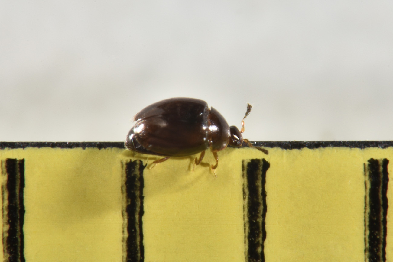 Corylophidae: Orthoperus sp? Sì.